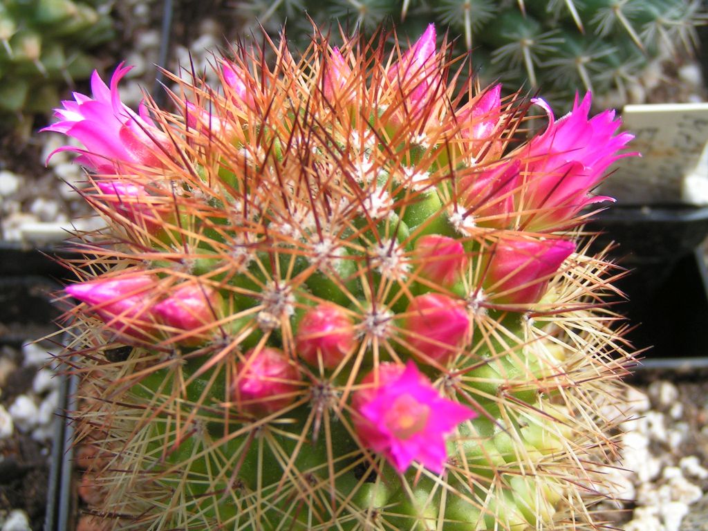 Mammillaria pseudoalamensis